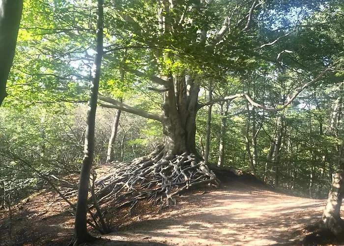 De Boase פורטהאוזן