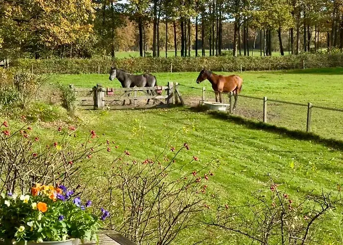 De Boase פורטהאוזן